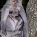 monkey_macaque_balinese_mf_ubud_v_0145_bal0145.jpg